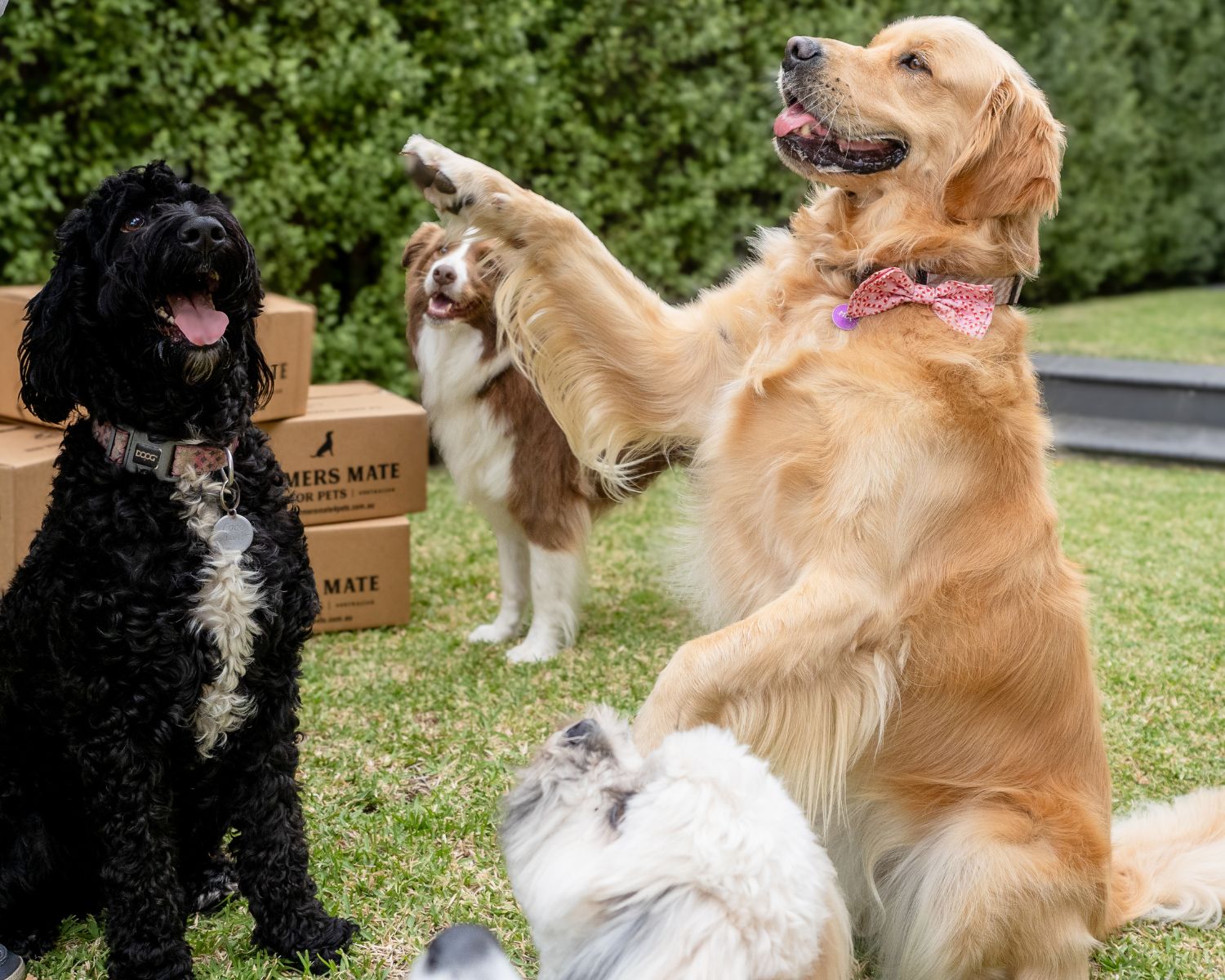 Farmers Mate for Pets Contact us