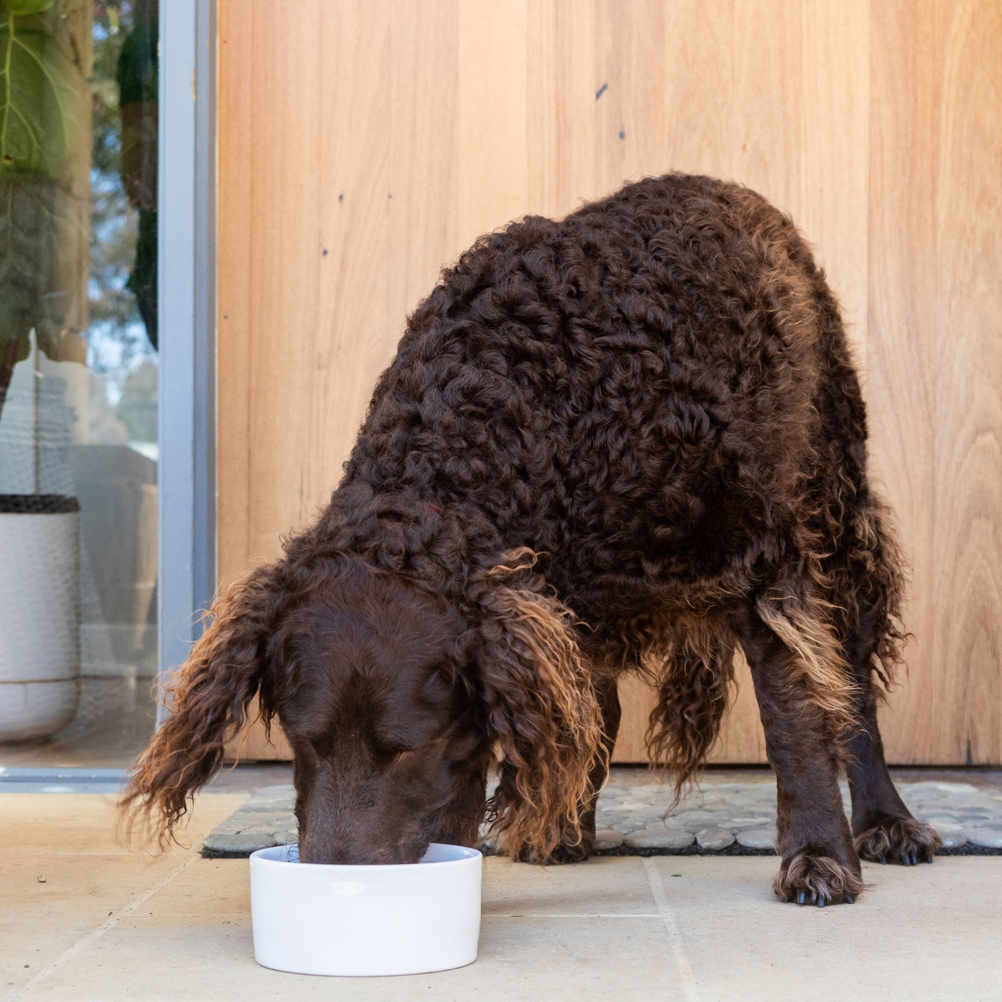 Farmers Mate for Pets Baci 2000x2000